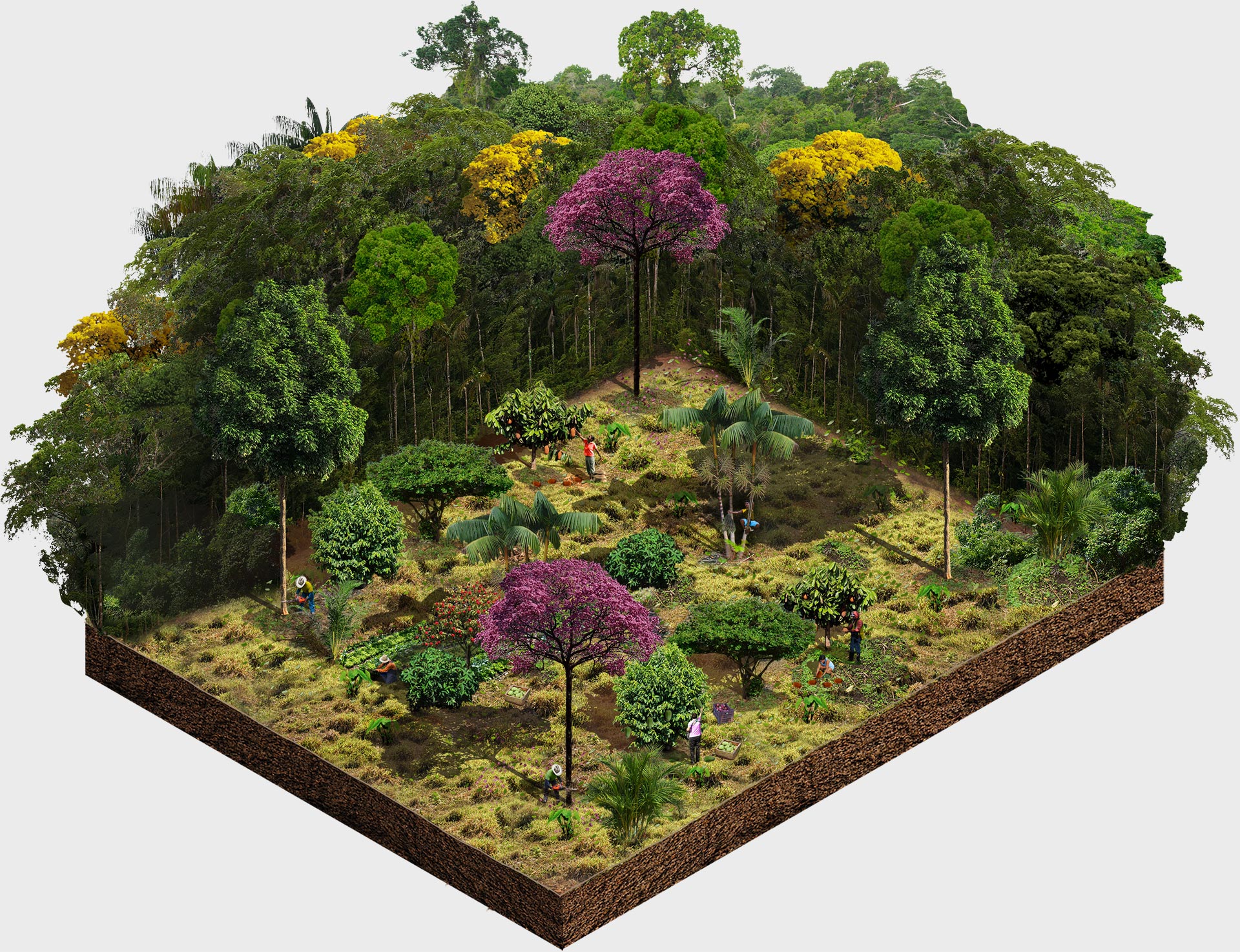 portfolio-image